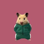 Profile (apdolotina)