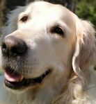 Profile (Justin-Craigon)