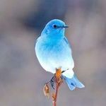 Blue_bird