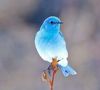 Blue-bird.jpg
