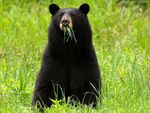 Black-Bear-David-Cracknell.jpg