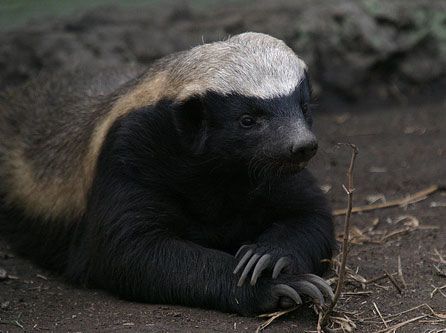 HoneyBadger.jpg