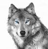 bf306c44806304de326857ec54737707--grey-wolves-gray-wolf.jpg