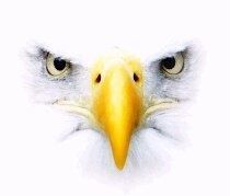 eagle.jpg