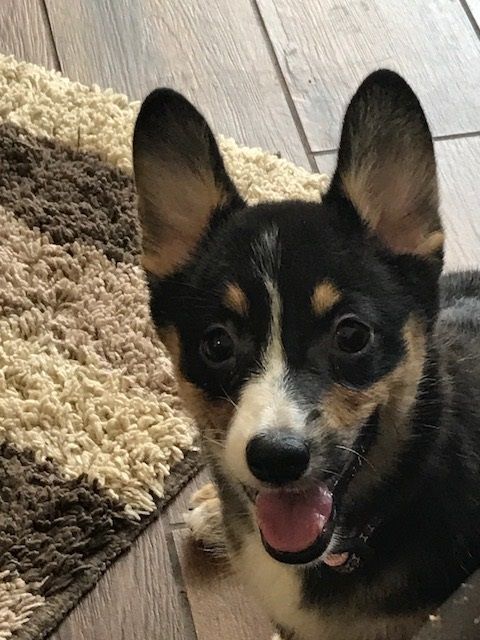 Lily May 2017 16 weeks.jpg