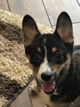 Lily May 2017 16 weeks.jpg