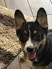 Lily May 2017 16 weeks.jpg