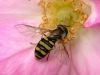 Profile (honeybee)