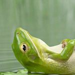 JollyFrogs