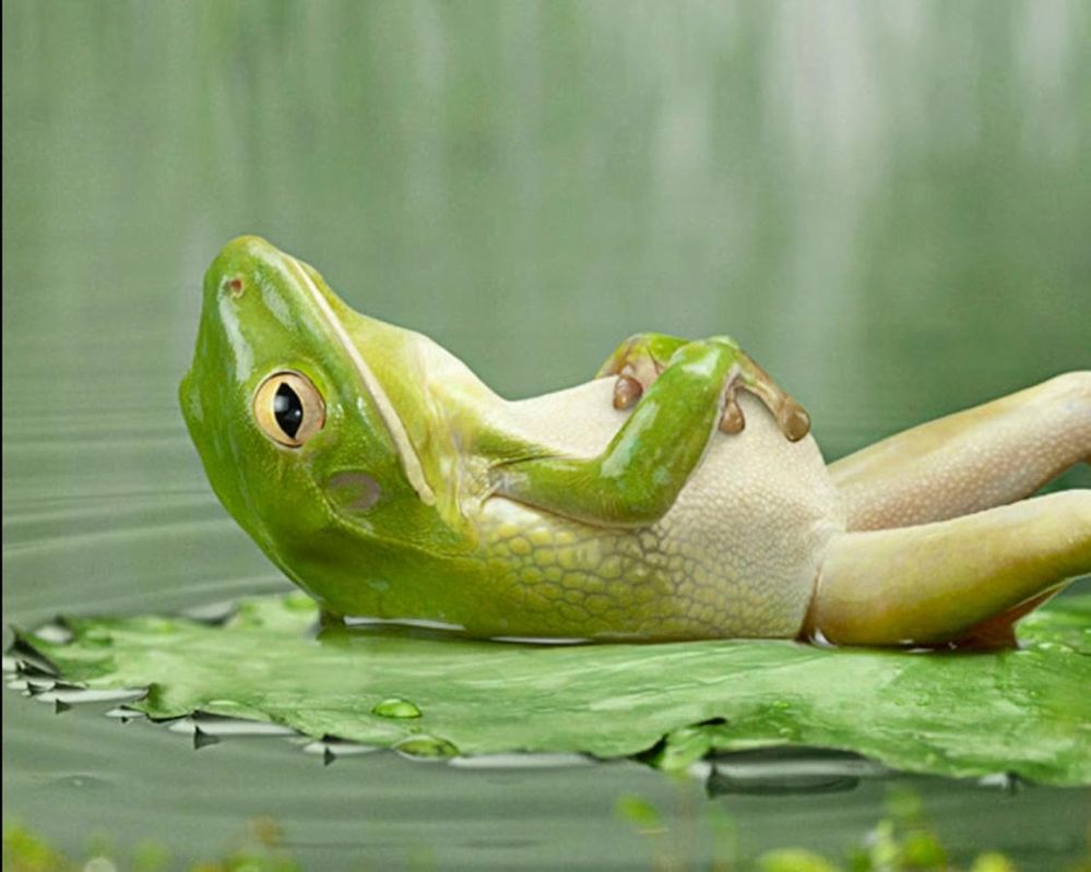 jollyfrogs.jpg