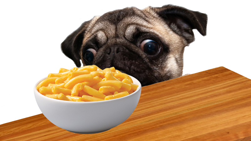 hungry-dog.png
