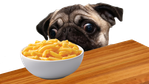 hungry-dog.png