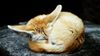 fennecfox_kristofferdiekema.jpg