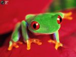 froggie.jpg