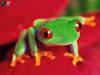 froggie.jpg