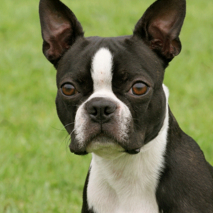 boston-terrier_medium.gif