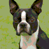 boston-terrier_medium.gif