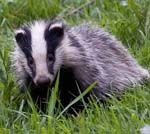 Profile (Badger)