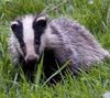 MyBadger.jpg