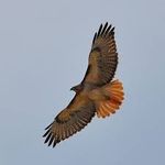 CresHawk