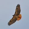 hawk.jpg