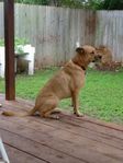 Profile (deeteroderdas)