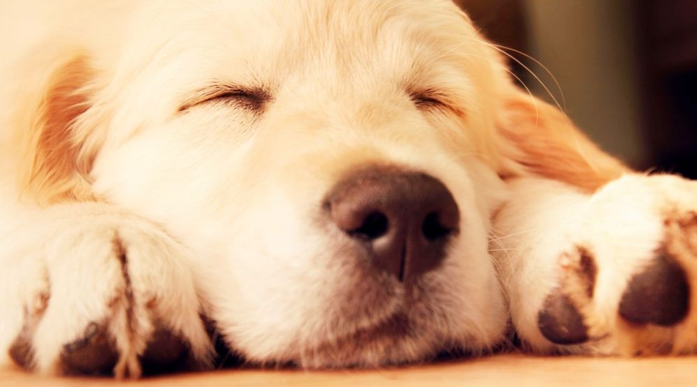 dog2.jpg