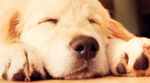dog2.jpg