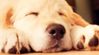 dog2.jpg
