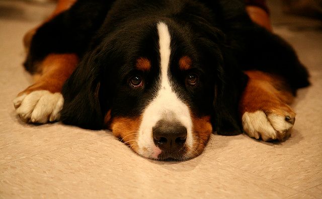 dog.jpg