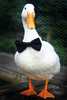 DuckBowTie.png