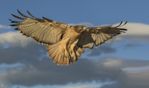 Aurora Red Tail Hawk.jpg