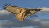 Aurora Red Tail Hawk.jpg