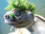 Mary River Turtle.jpg