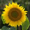 sunflower.jpg