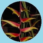 Avatars