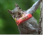 squirrelreeses.jpg