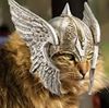 valkyrie cat2.jpg